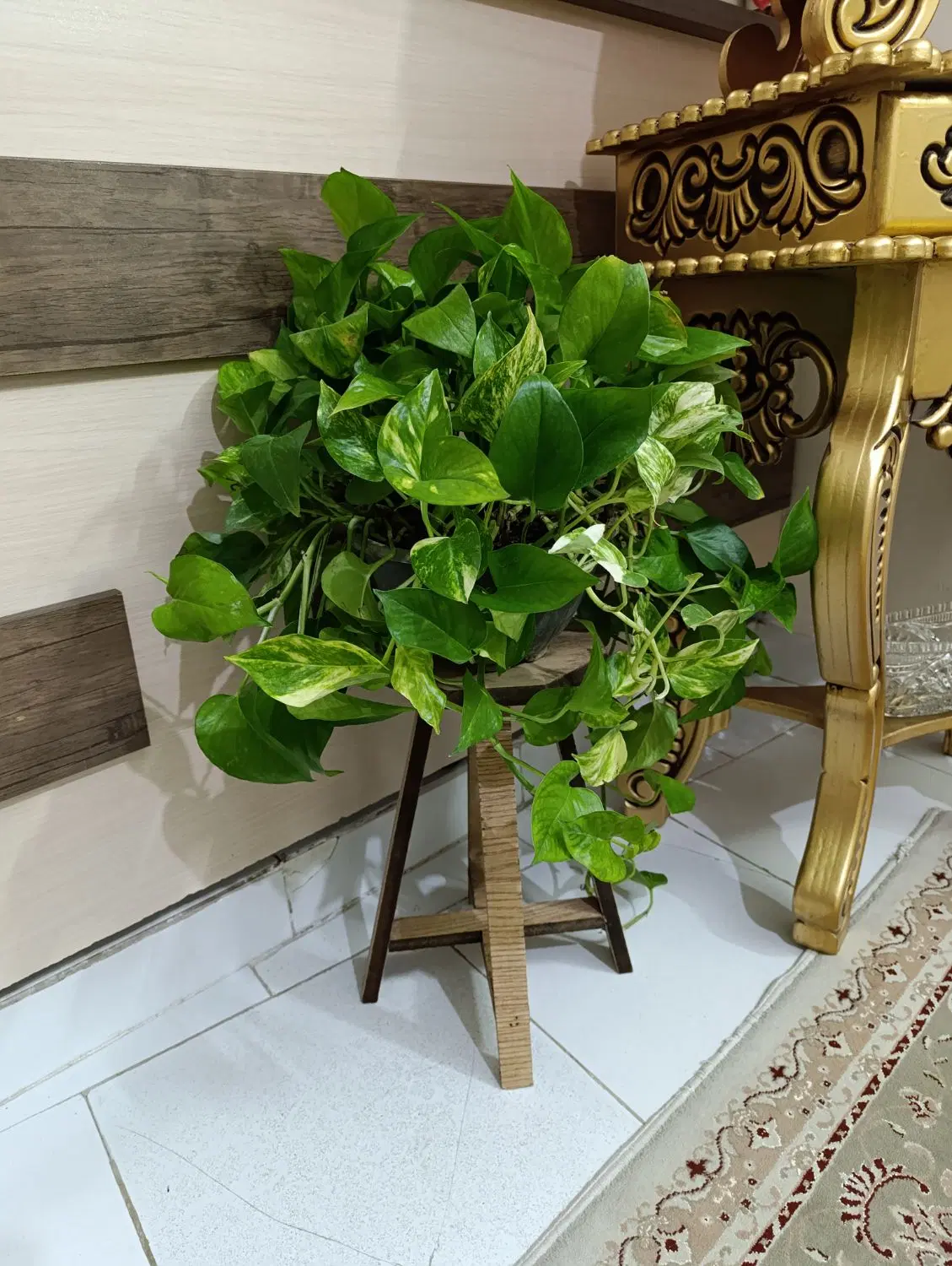 گل پتوس|گل و گیاه طبیعی|مشهد, بهمن|دیوار