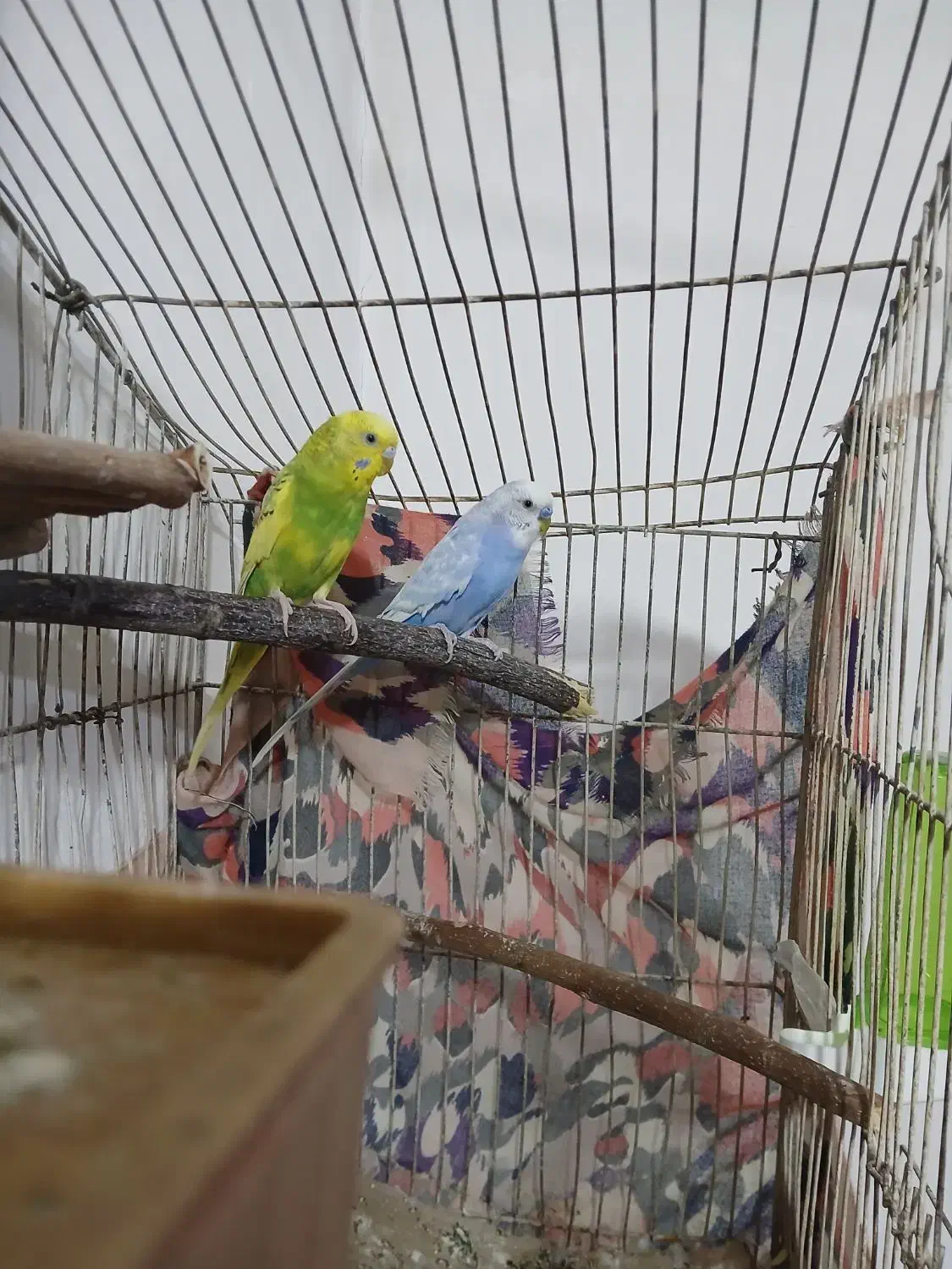 یجفت مرغ عشق مولد|پرنده|رباط‌کریم, رباط‌کریم|دیوار