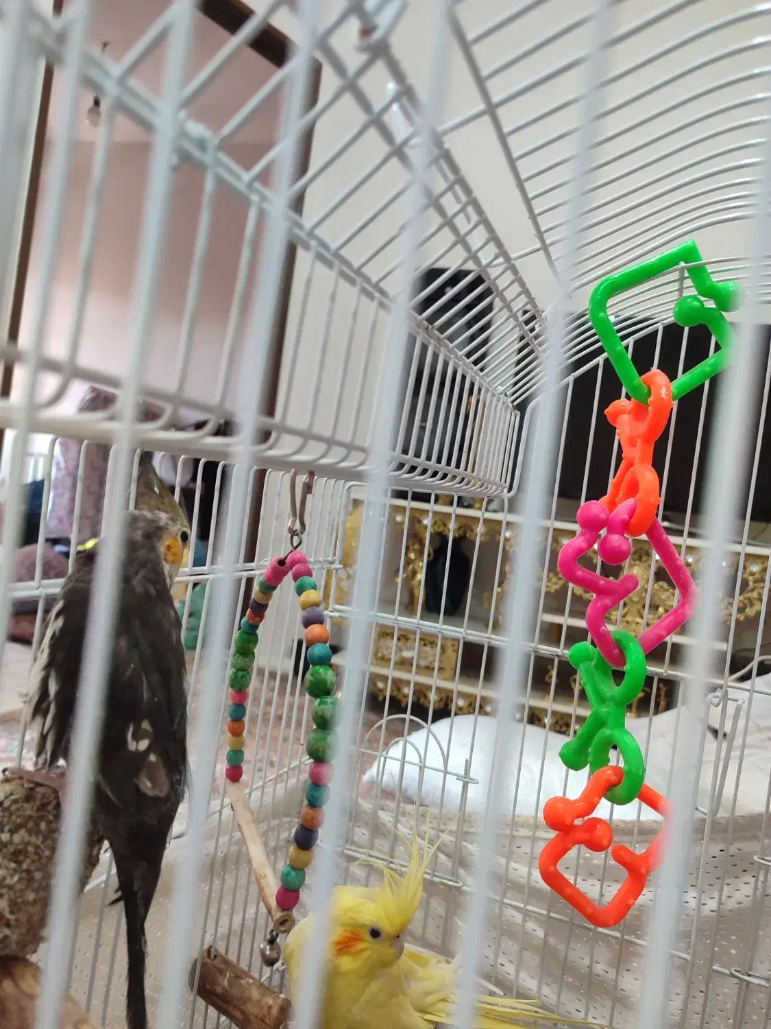 ۲تا عروس هلندی هستند با وسایل بازی ولانه|پرنده|پرند, فاز ۵|دیوار