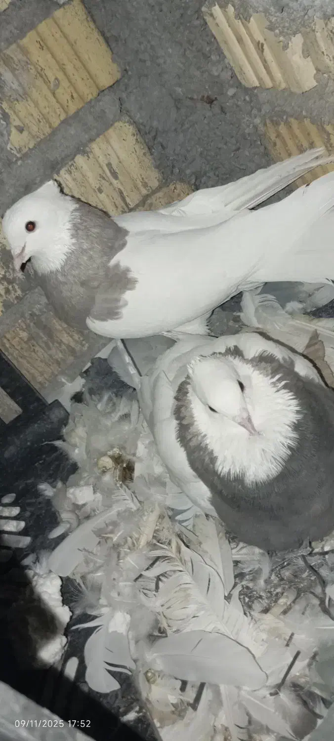 چند عدد کبوتر|پرنده|دهدشت, |دیوار