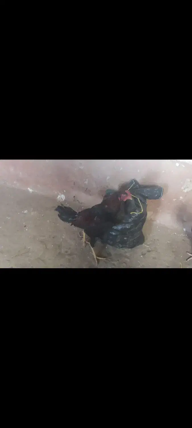 لاری 7 ماهه|حیوانات مزرعه|عنبران, |دیوار