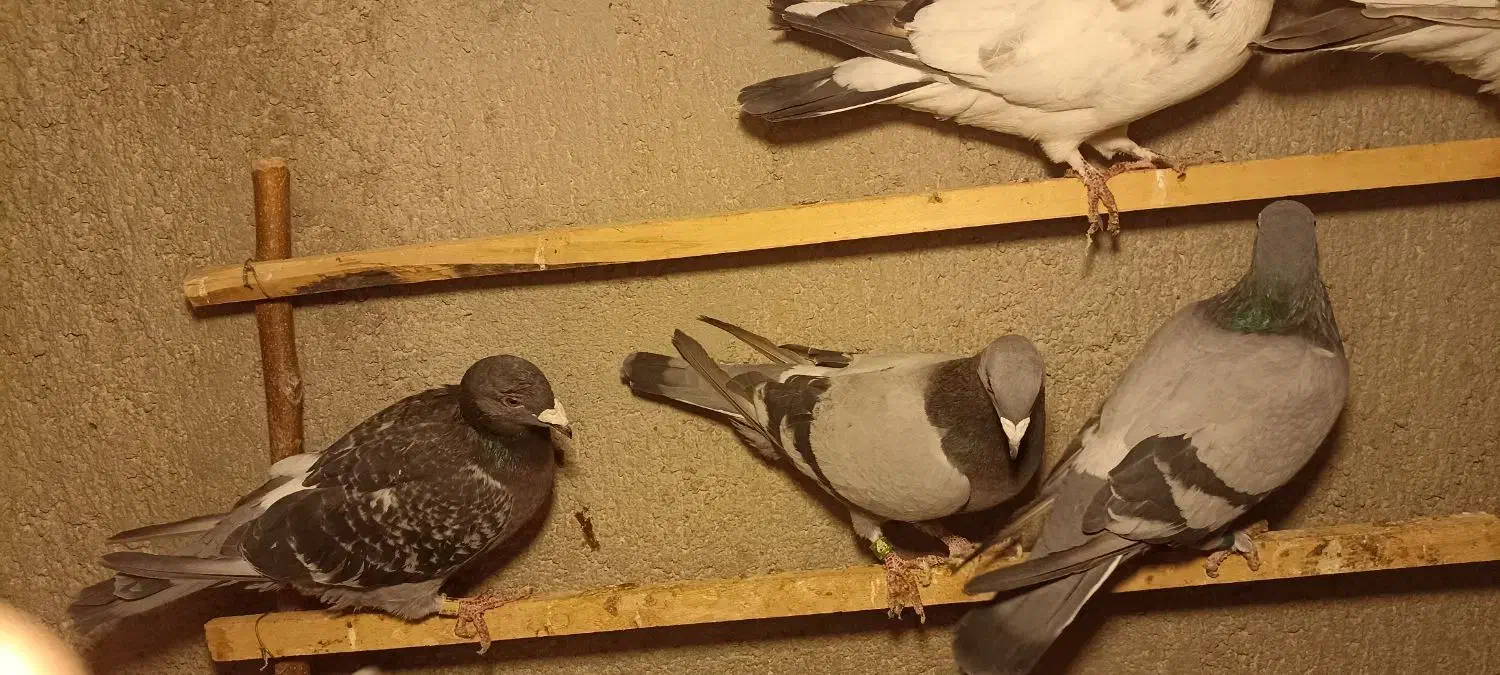 کبوتر|پرنده|بسطام, |دیوار