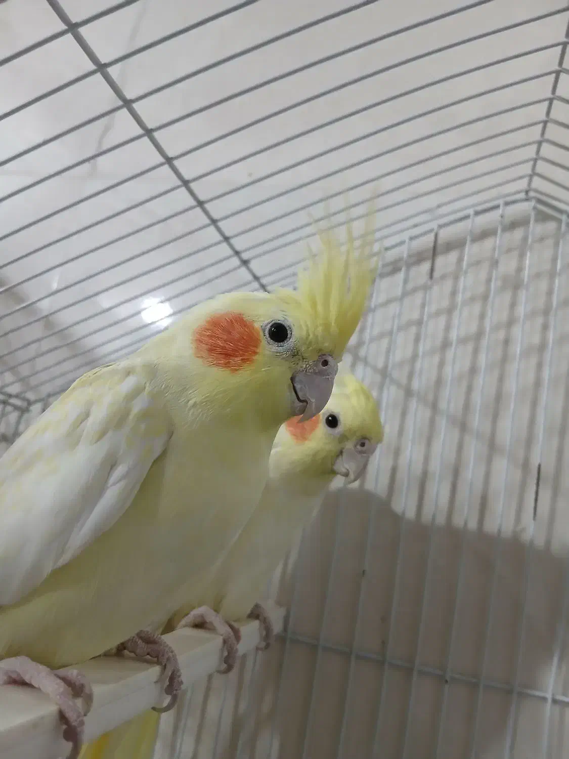 عروس هلندی  لوتینو گل باقالی سینامون|پرنده|آبدانان, |دیوار