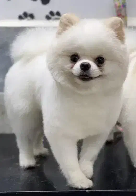 خرسی منحصر ب فرد کمیاب|سگ|فردیس, دهکده|دیوار