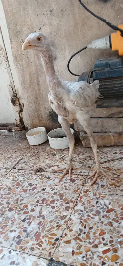 جوجه لاری|حیوانات مزرعه|اهواز, منبع اب|دیوار