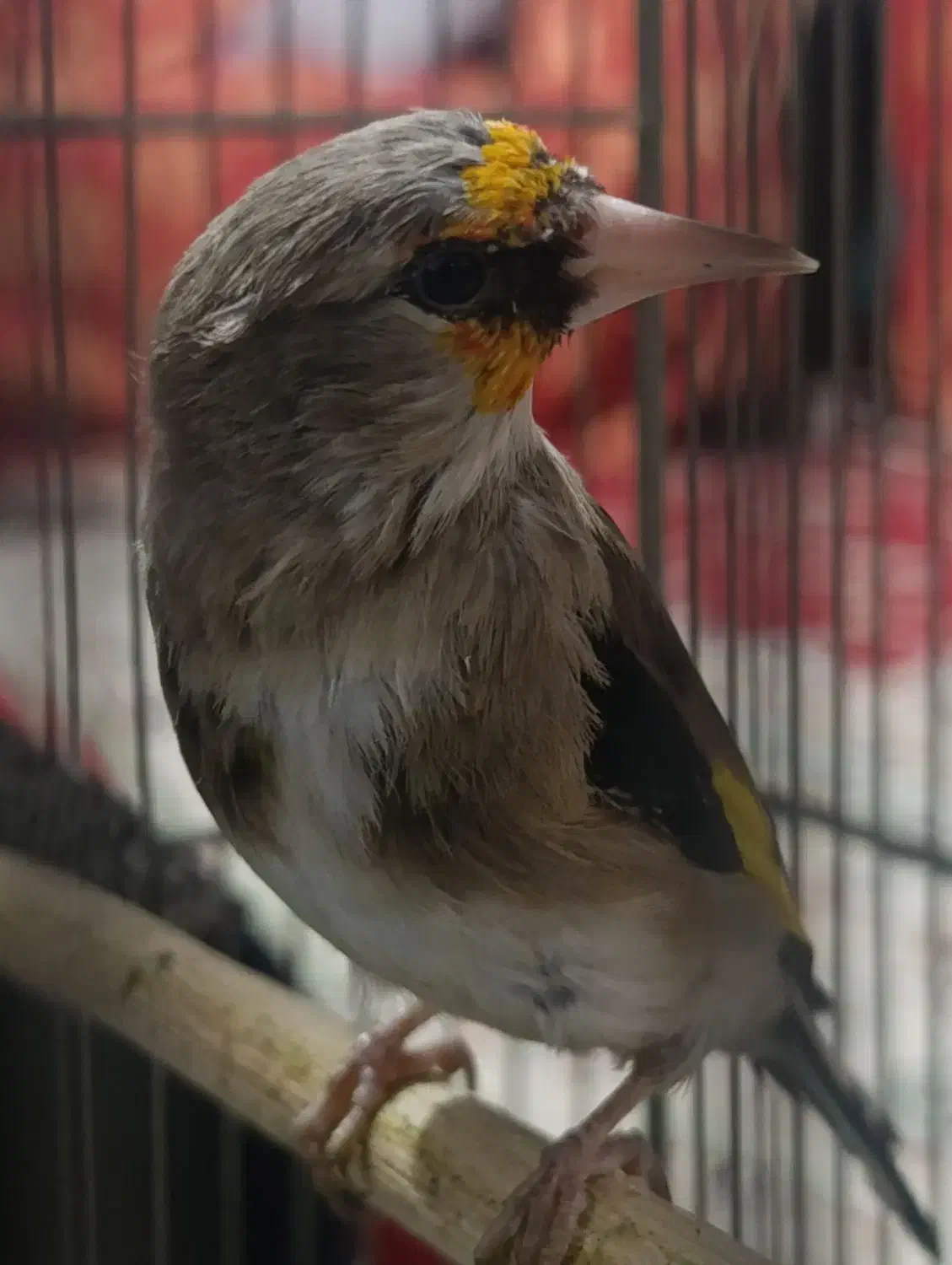 سهره کرمانی|پرنده|دماوند, گیلاوند|دیوار