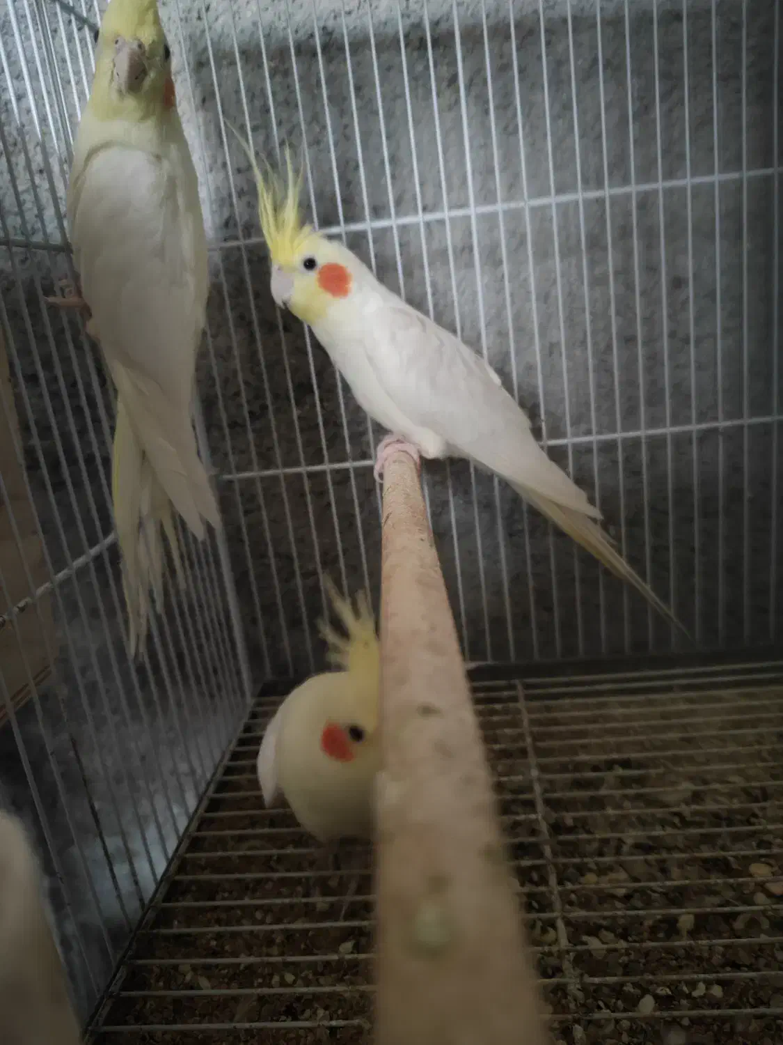 عروس هلندی|پرنده|بندر گناوه, |دیوار