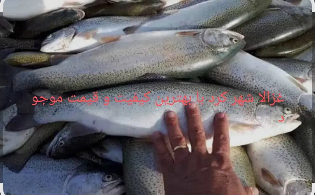 ماهی دریا پرورشی رودخانه همه انواع ماهی مرغ تعونی|ماهی|شوش, |دیوار