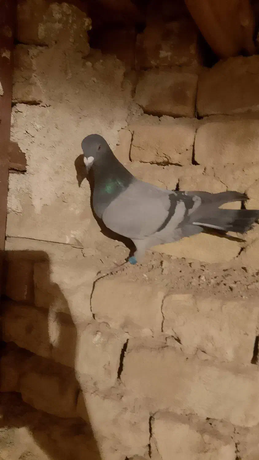 کبوتر یا کفتر|پرنده|تربت‌حیدریه, بالا ولایت|دیوار