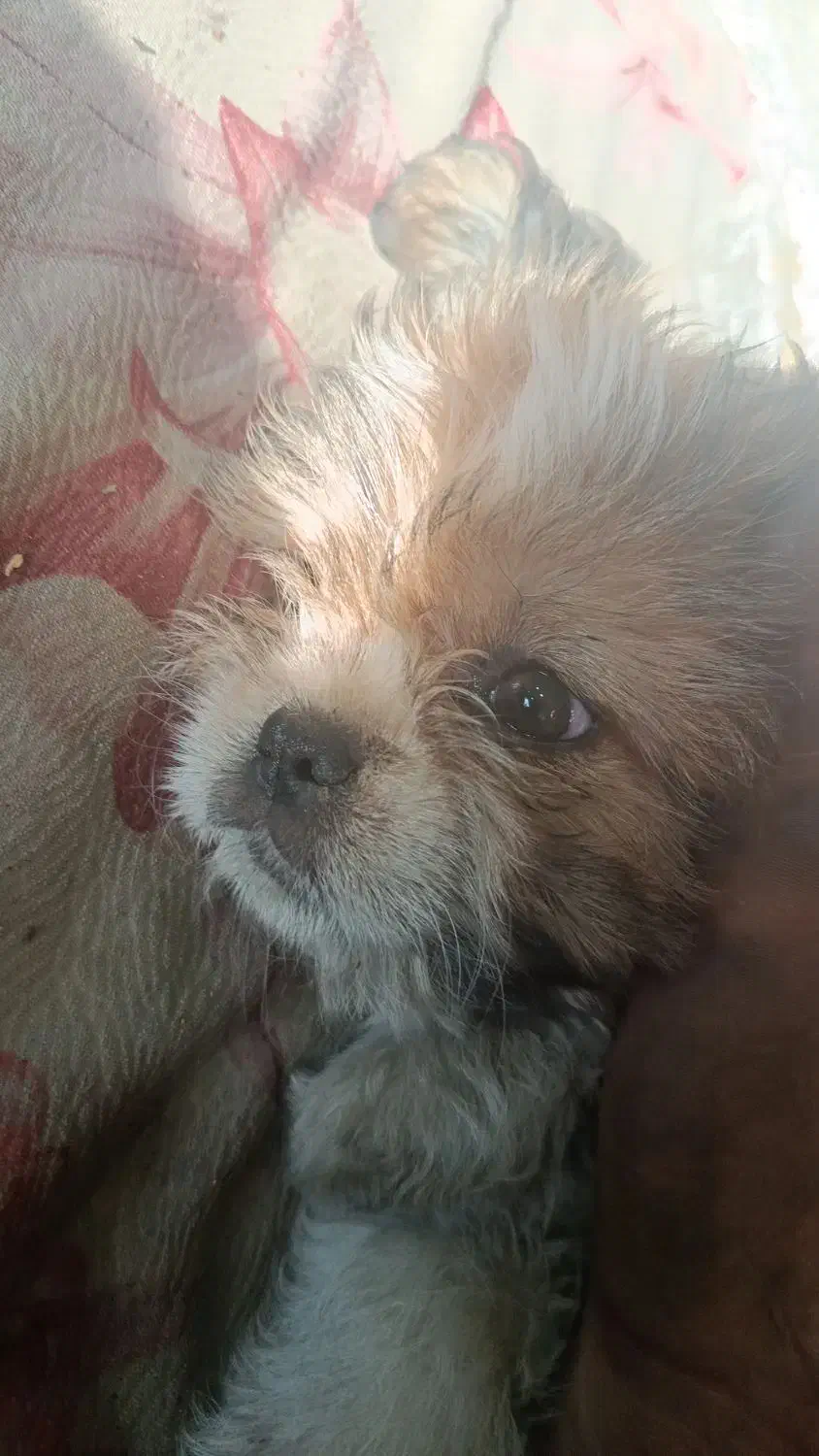 سگ گم شده|حیوانات|ارومیه, |دیوار