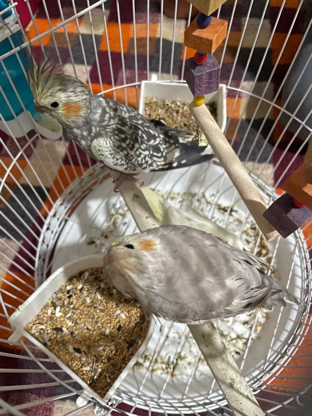 جفت عروس هلندی|پرنده|کهنوج, |دیوار