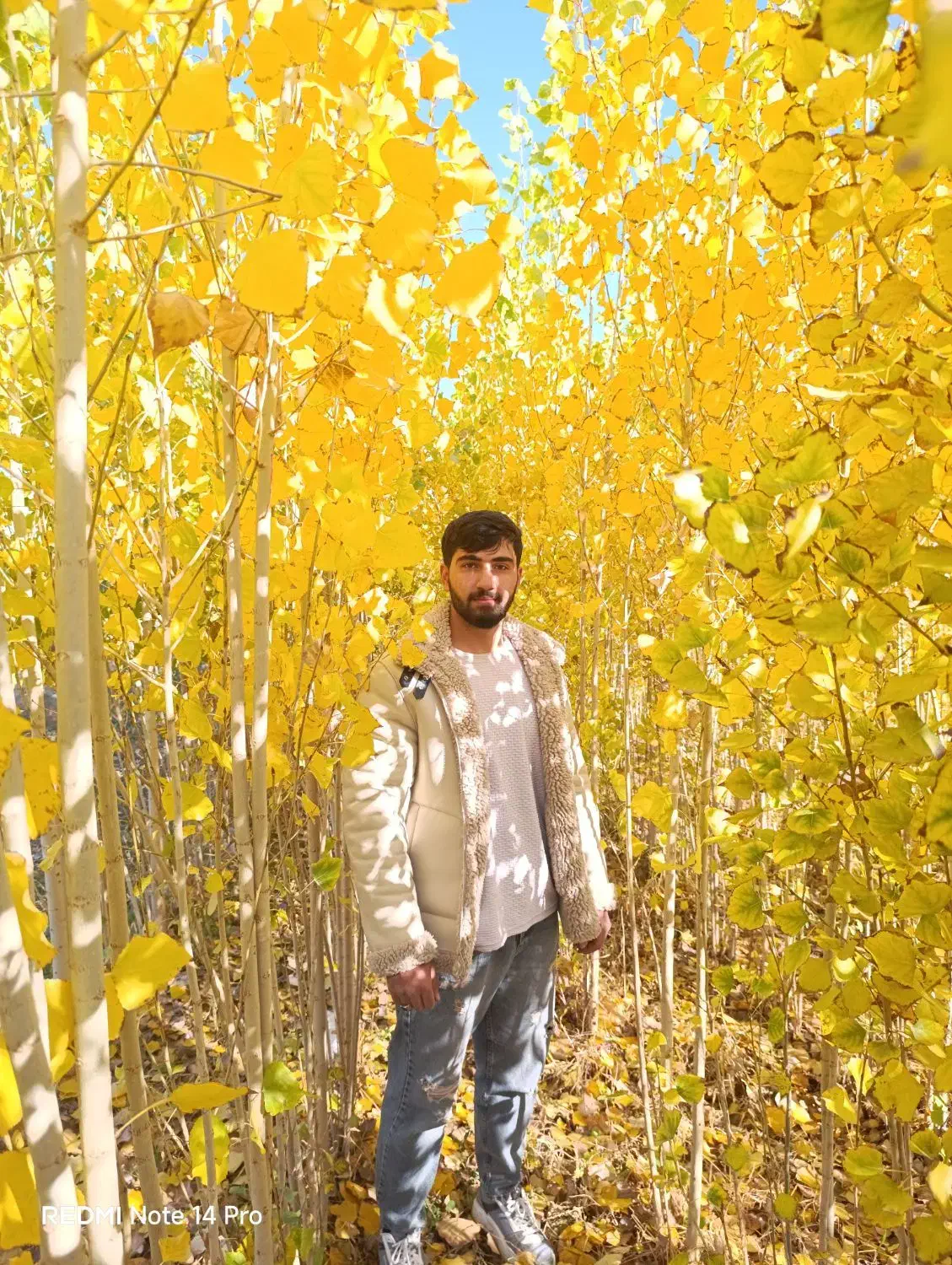 نهال های پایه دار یک سال تا پنج سال|خدمات باغبانی و درختکاری|اردبیل, |دیوار