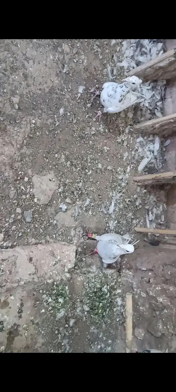 یک جفت نر عتیقه زدوخوردی ..موقعیت سبزوار قابل ارسا|پرنده|سبزوار, قصبه غربی|دیوار