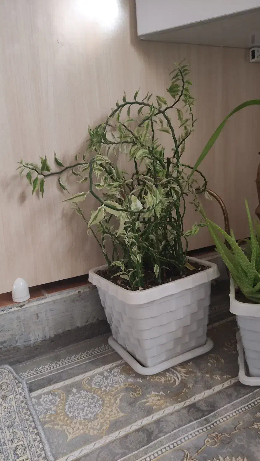 گل فروشی|گل و گیاه طبیعی|سقز, |دیوار