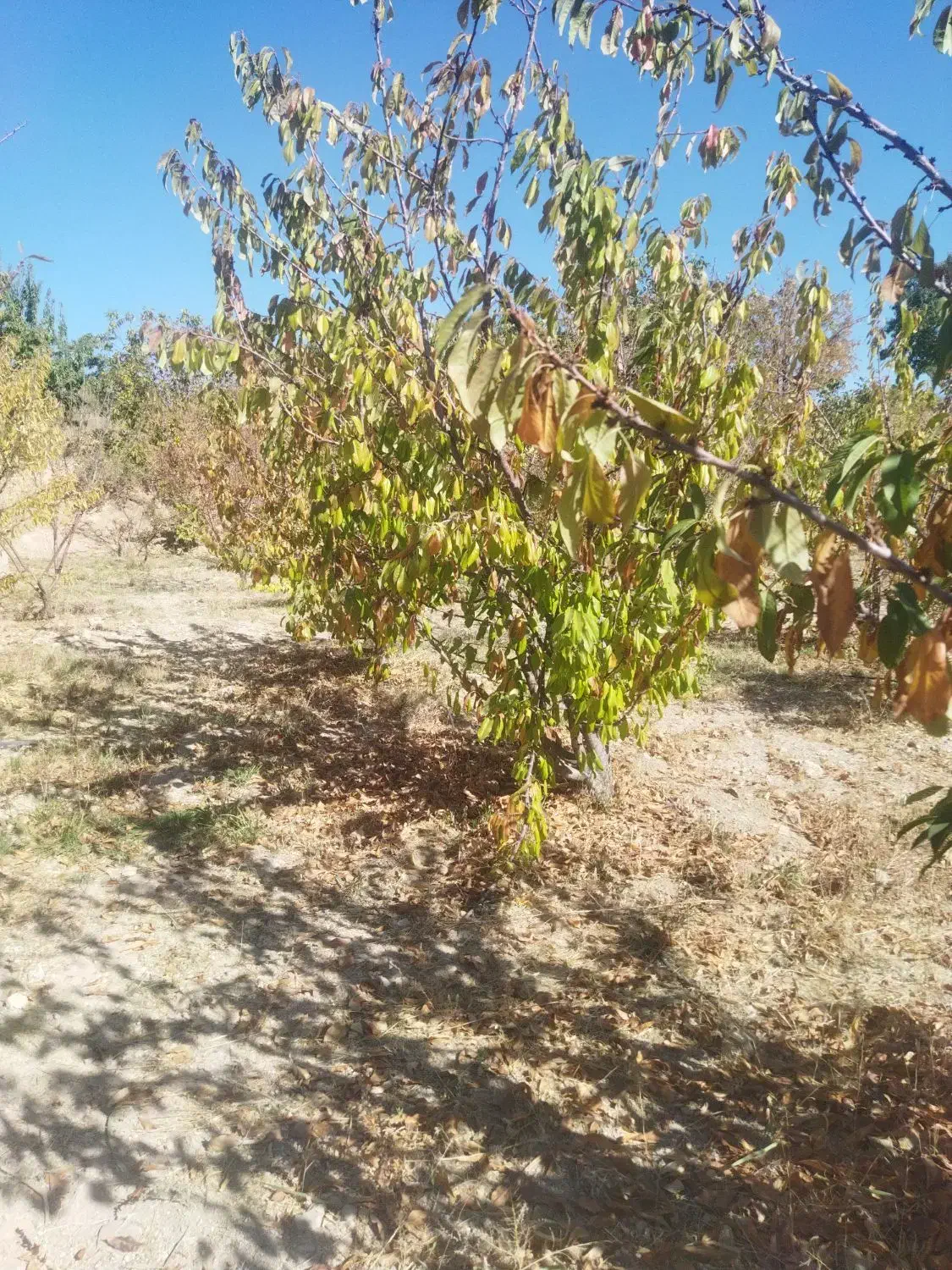 باغ نقلی میوه|فروش زمین و ملک کلنگی|شاهین‌شهر, پاسداران|دیوار