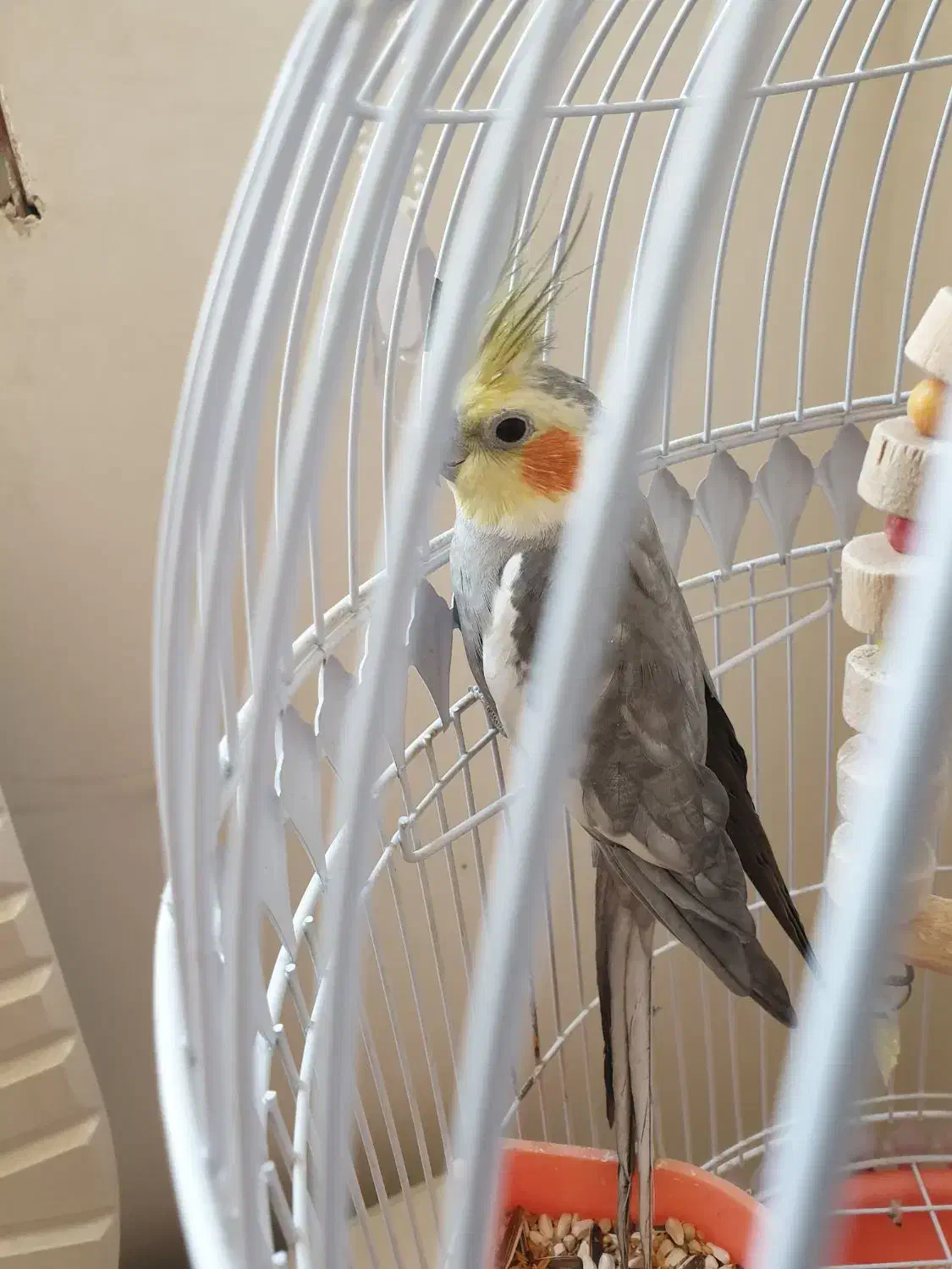 عروس هلندی|پرنده|مشهد, رضاییه|دیوار