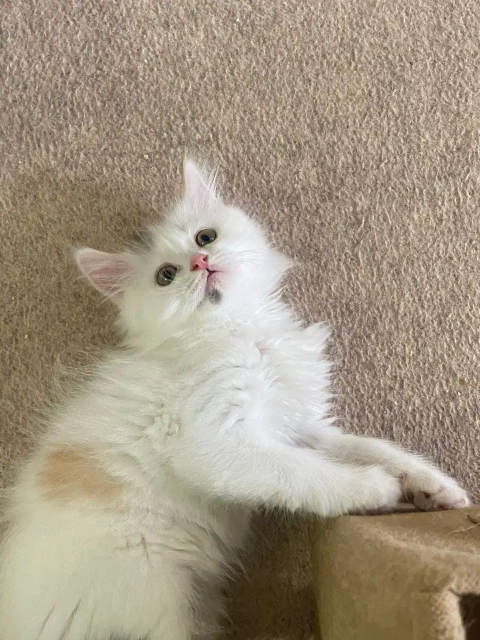 پرشین|گربه|شاهرود, |دیوار