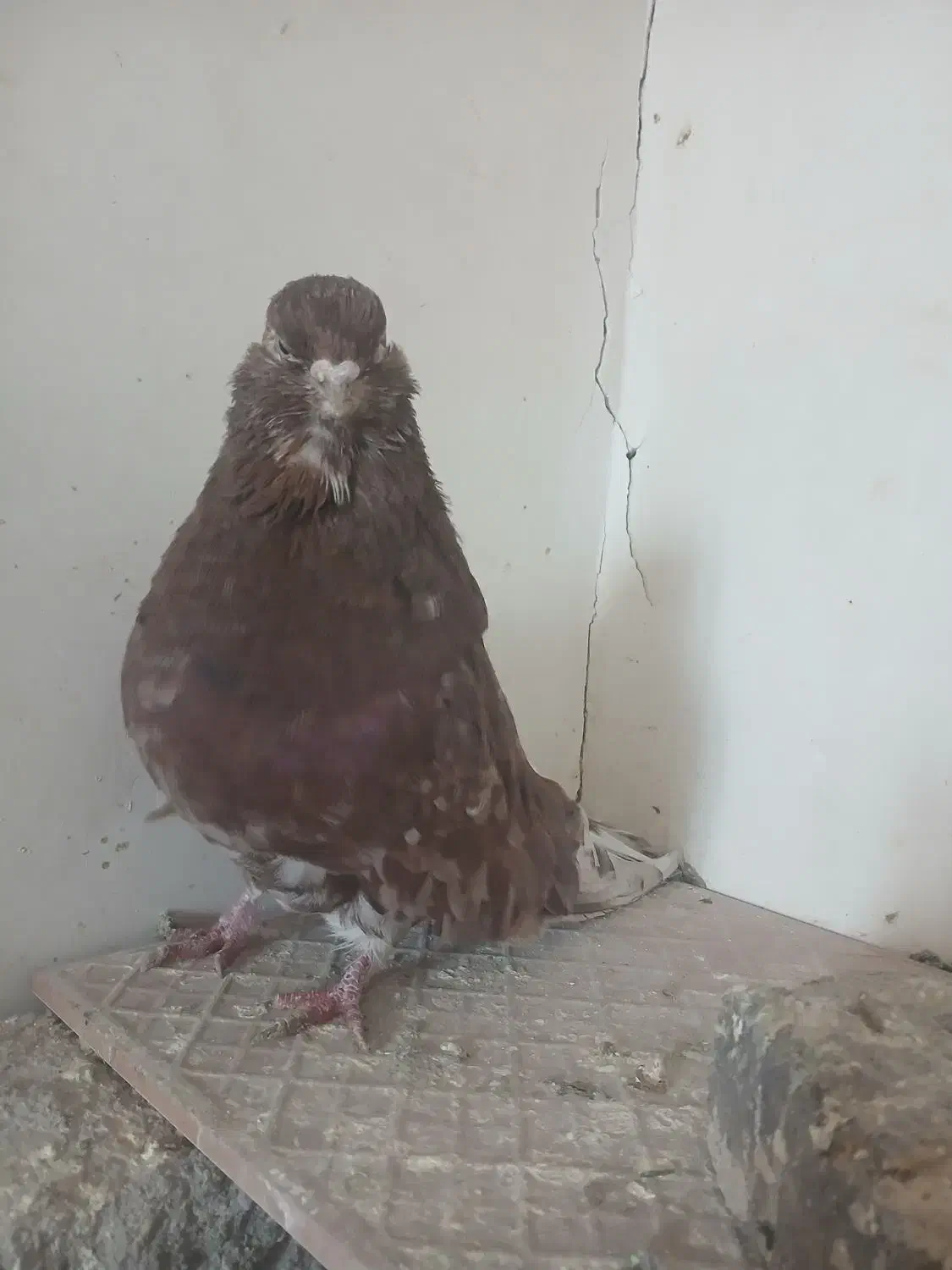 کبوتر سرور|پرنده|هریس, |دیوار