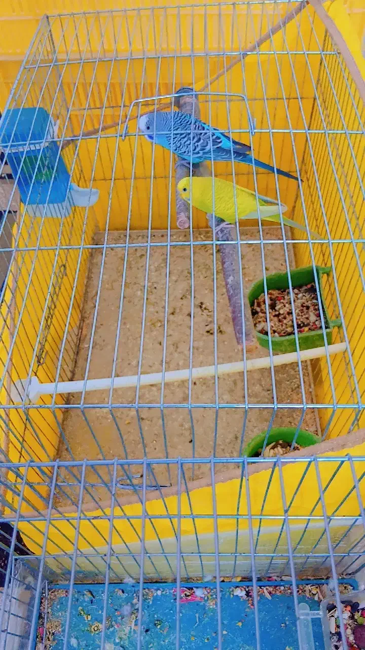 شیائومی ردمی(مرغ عشق)|موبایل|بم, |دیوار