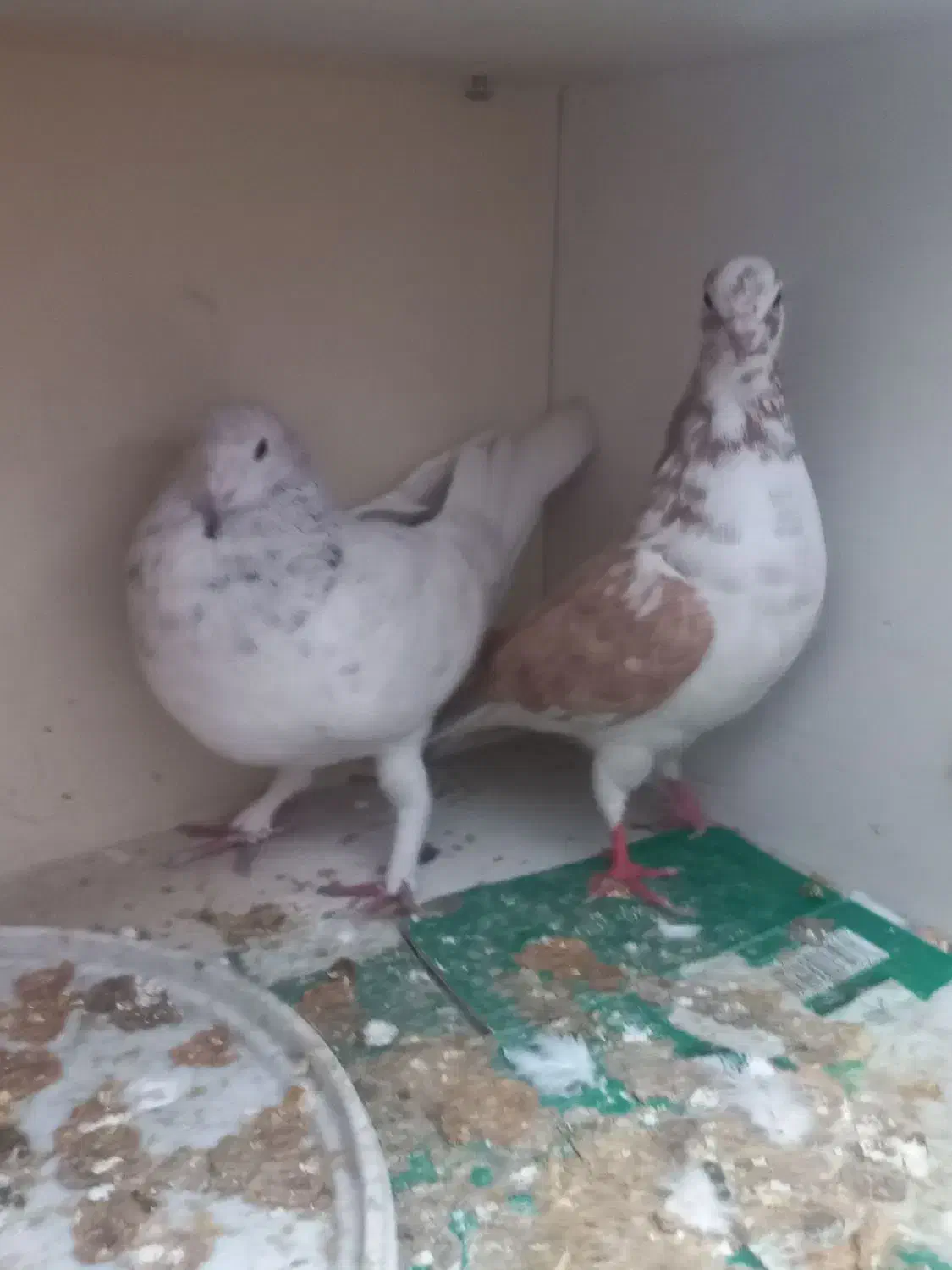 کبوتر|پرنده|اهواز, کوی رمضان|دیوار