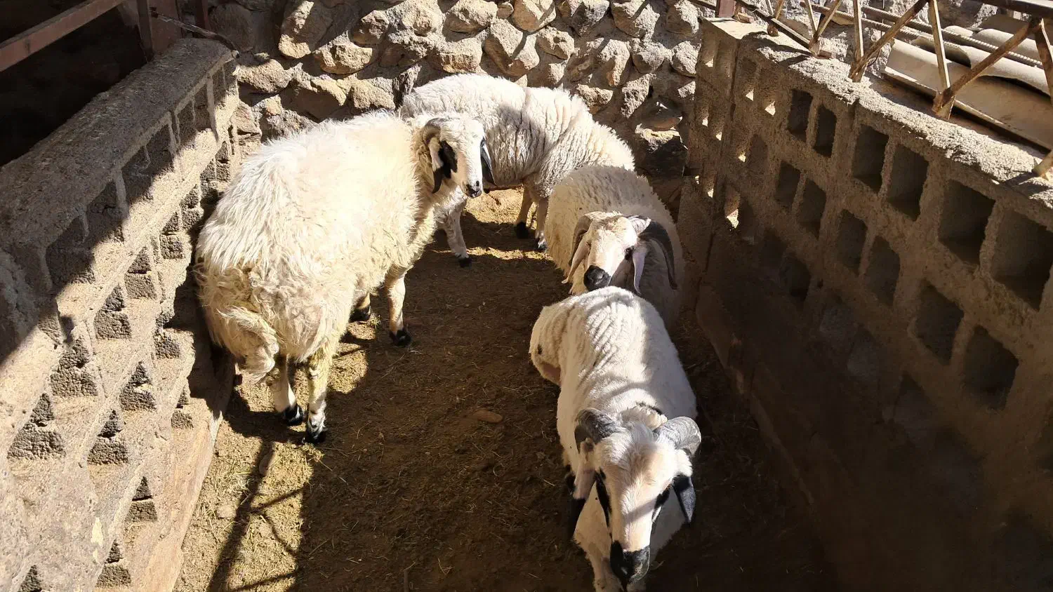 بره نر گوشتی از ۳۰ کیلو به بالا|حیوانات مزرعه|شهر بابک, |دیوار