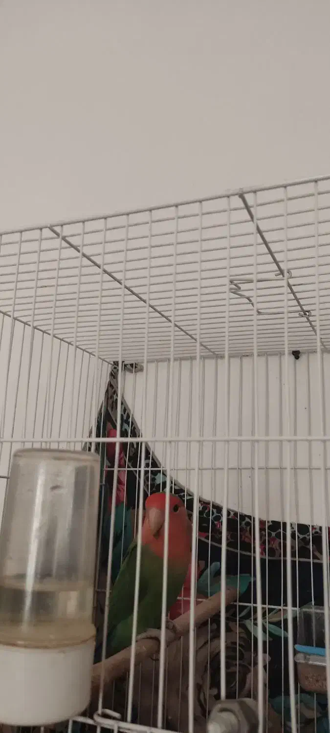 دو عدد کوتوله|پرنده|صادق آباد, |دیوار