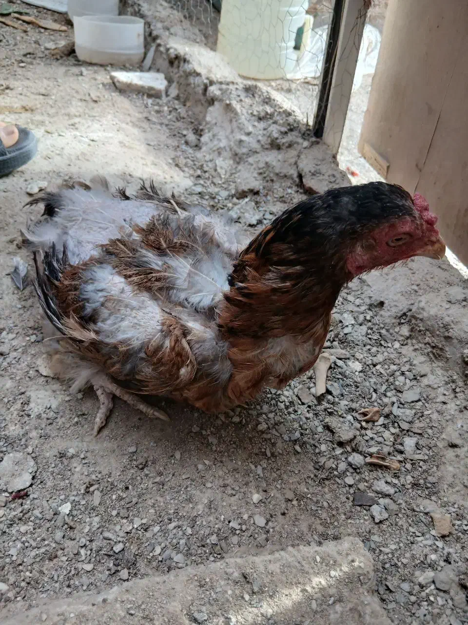 مرغ معاوضه با خروس|حیوانات مزرعه|زاهدان, |دیوار