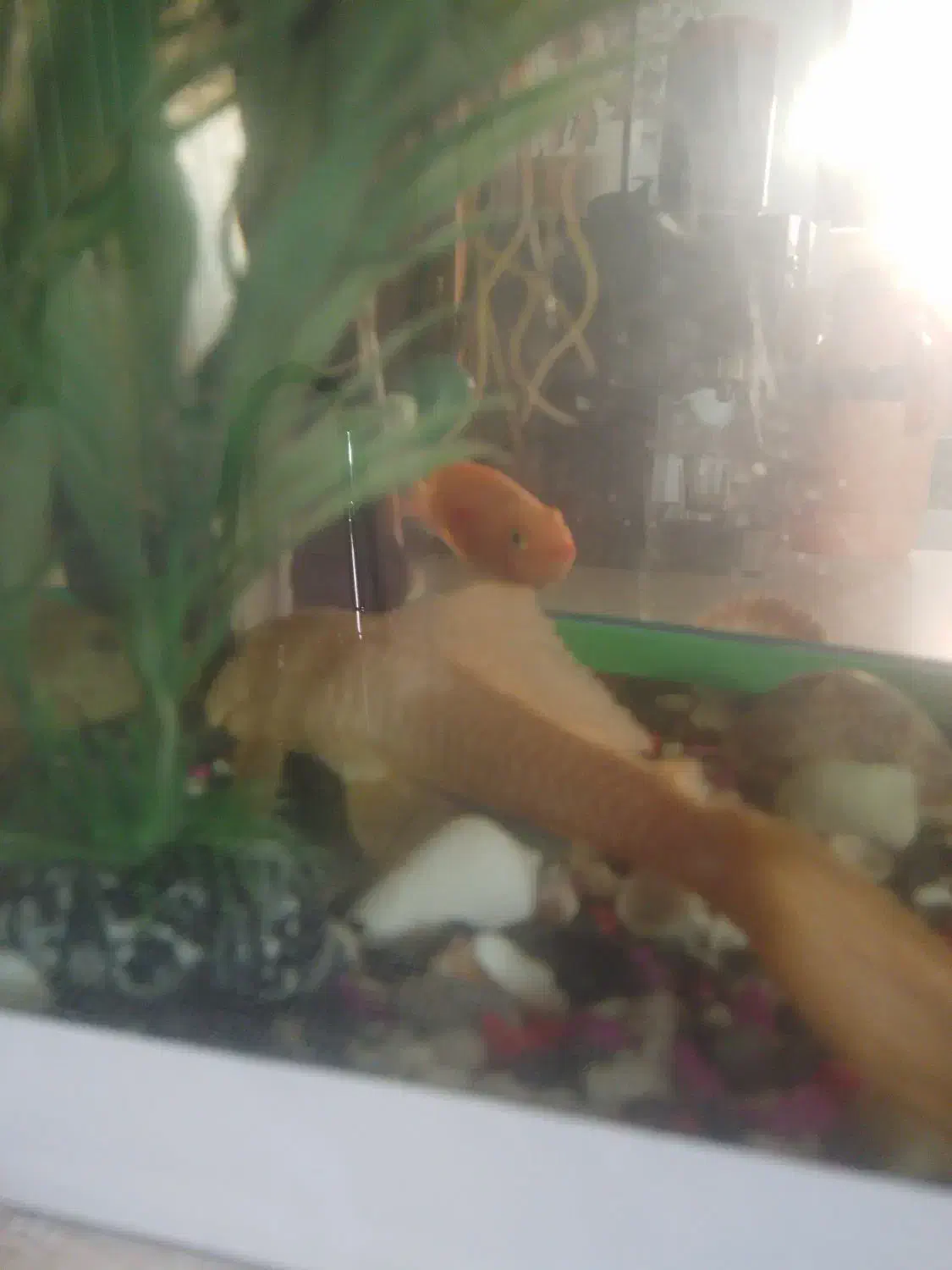 ماهی|ماهی|مشهد, بهارستان|دیوار