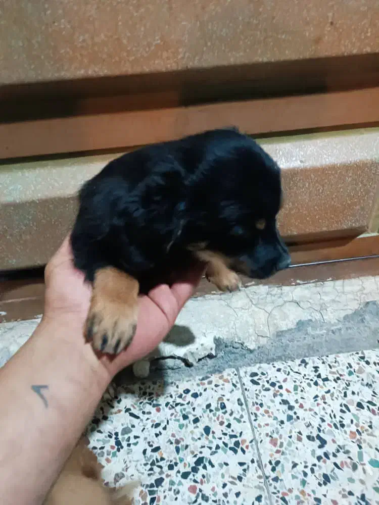 سگ گلدن اشپیتز|سگ|بهبهان, |دیوار