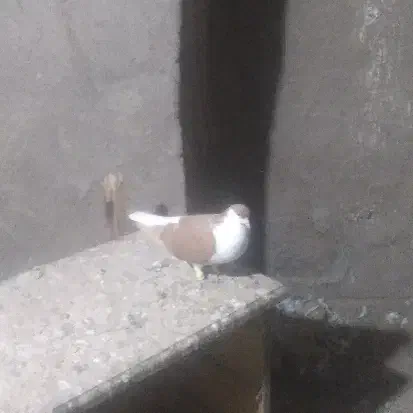 کفتر|پرنده|داورزن, |دیوار