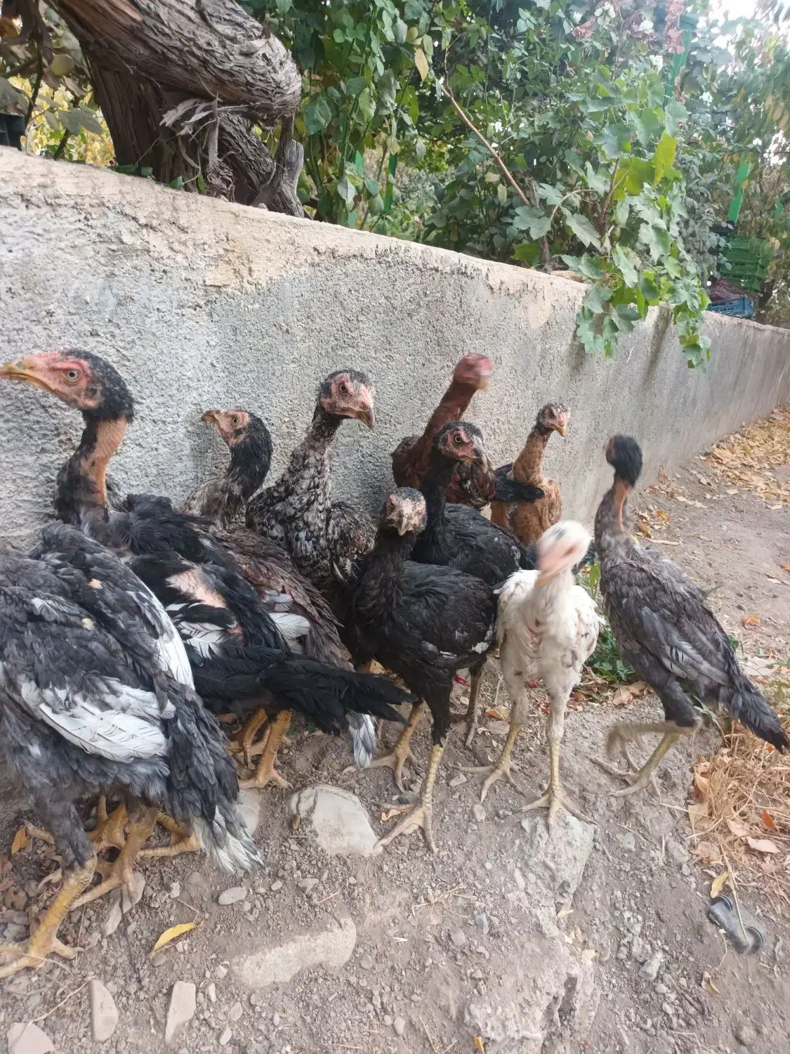 ۱۰عددخروس لا ی سالم وسرحال به شرط فوری|حیوانات مزرعه|کرج, کمال‌شهر|دیوار