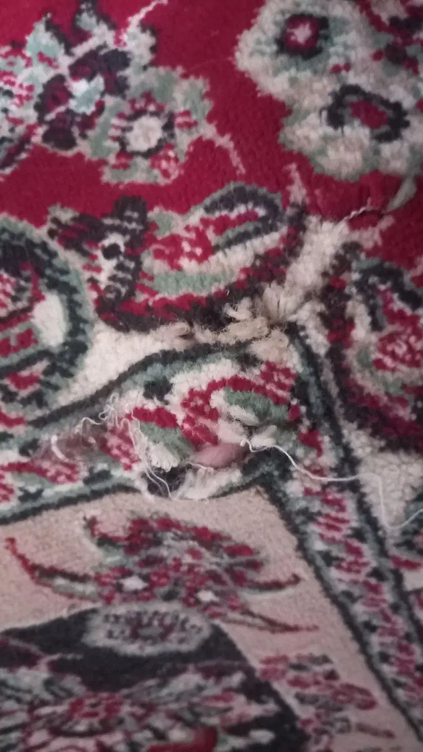 فرش ۳×۴|فرش|نیشابور, پاستور|دیوار