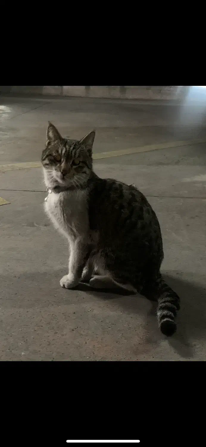 گربه گمشده|گربه|مشهد, فردوسی|دیوار