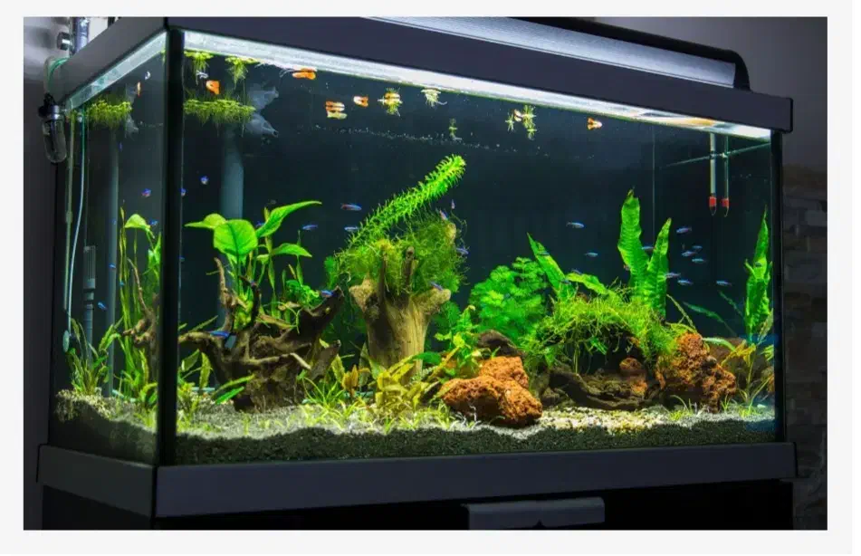 آکواریوم|لوازم جانبی حیوانات|شاهین‌شهر, شهرک پردیس|دیوار