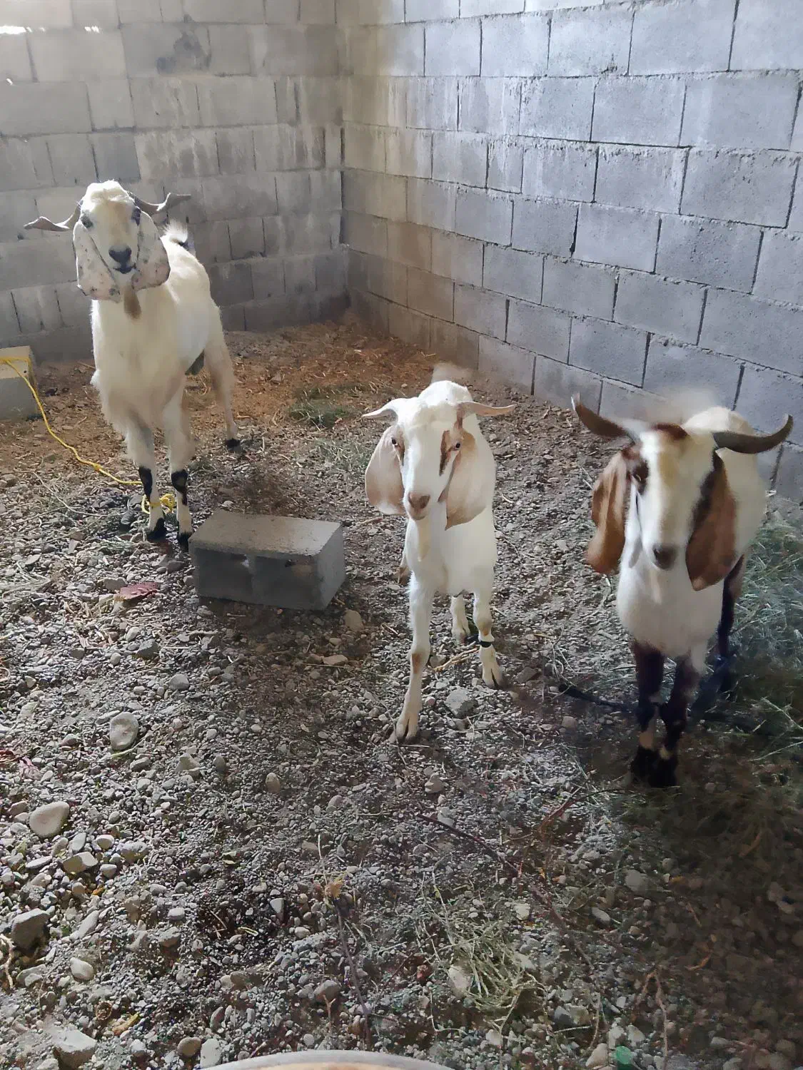 نسل سه دنگی|حیوانات مزرعه|توکهور, |دیوار