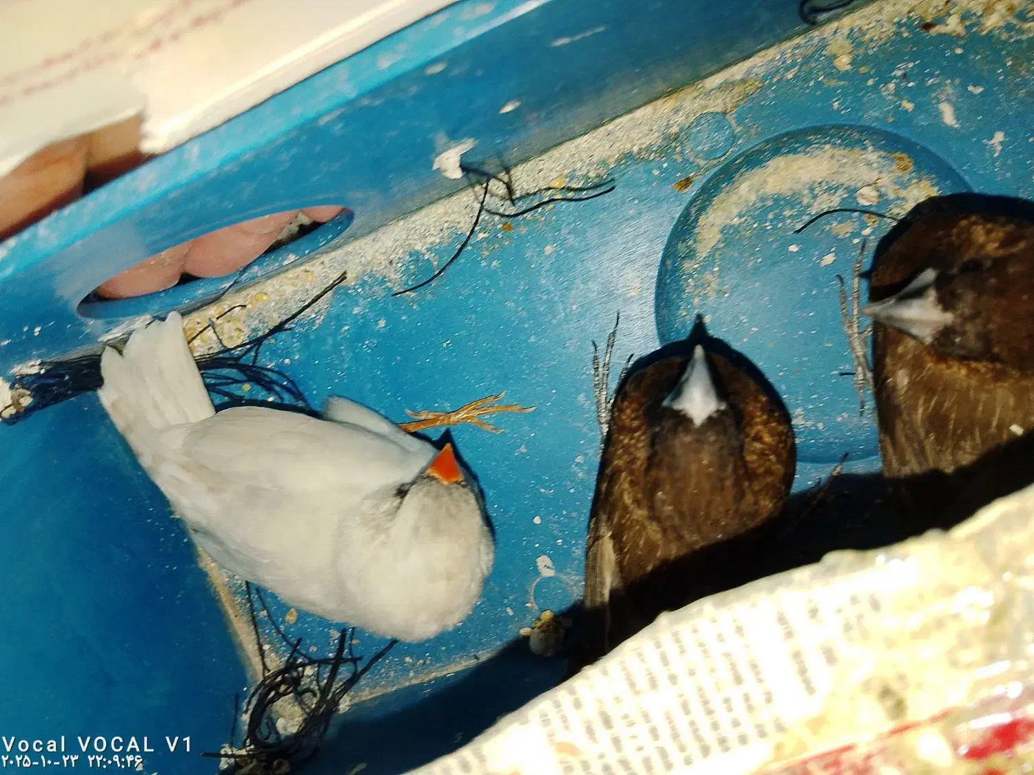 سه تا فنچ دوتا بنگالی یک دونه نرگسی|پرنده|عنبرآباد, |دیوار