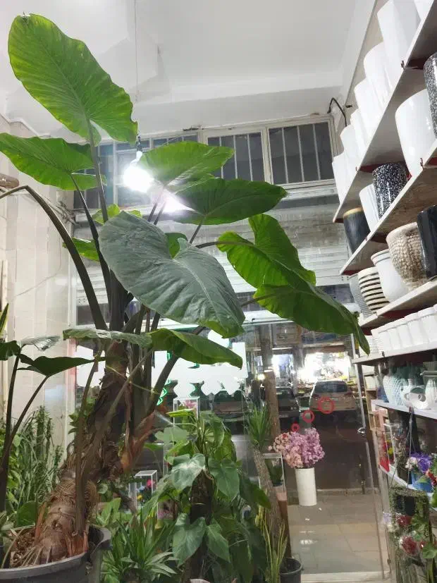 گلو گیاه|گل و گیاه طبیعی|محمدیه-قزوین, |دیوار