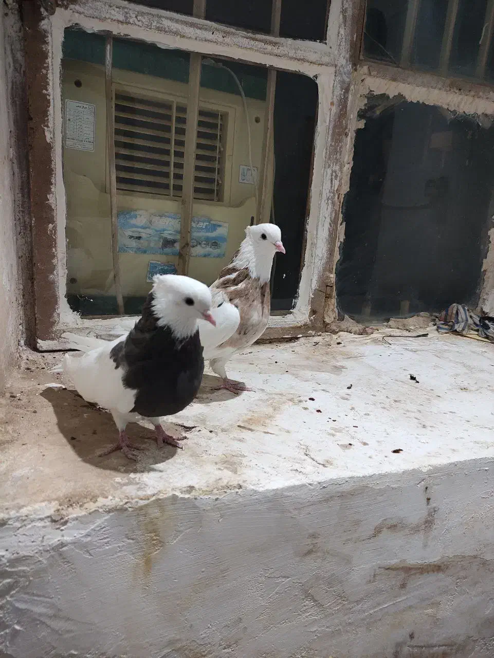 جفت طوقی عالی|پرنده|طبس, |دیوار