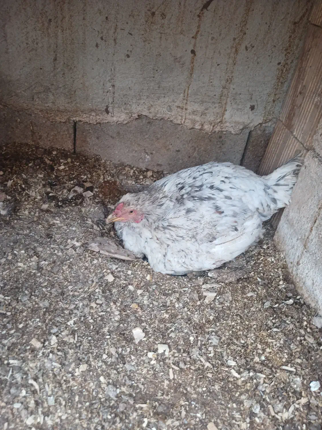 مرغ کرچ|حیوانات مزرعه|سرپل ذهاب, |دیوار