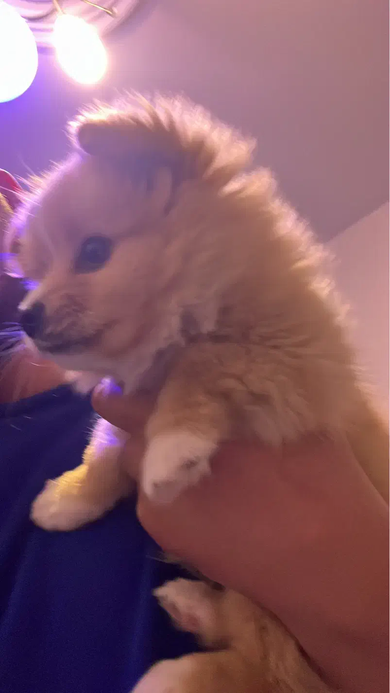 سگ پامر|سگ|تهران, مهران|دیوار