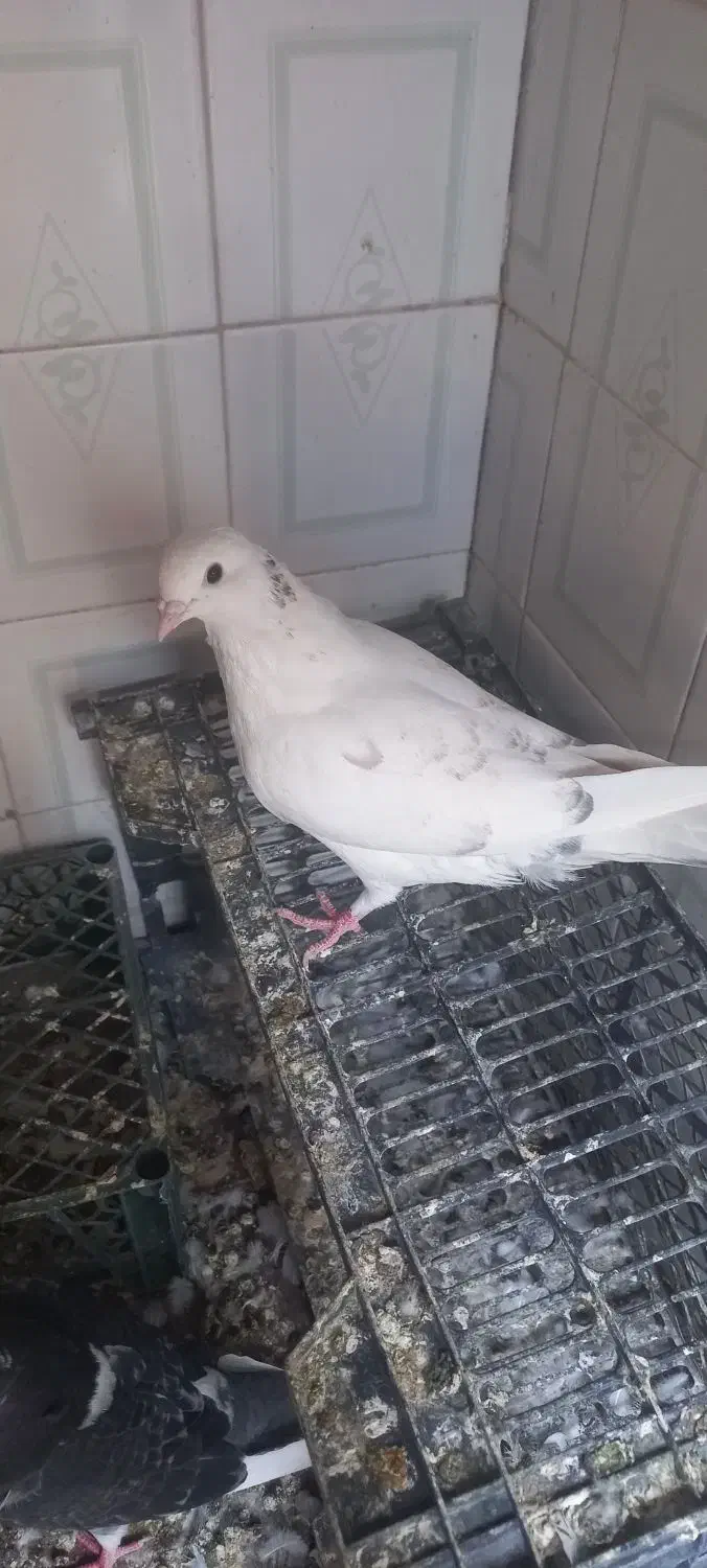 کبوتر|پرنده|خرمشهر, |دیوار