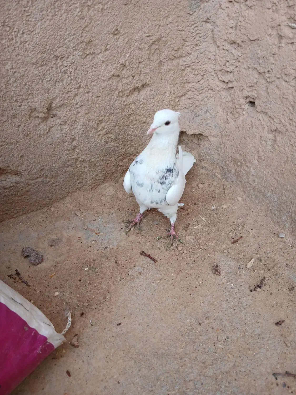 طوقی|پرنده|شاهرود, |دیوار