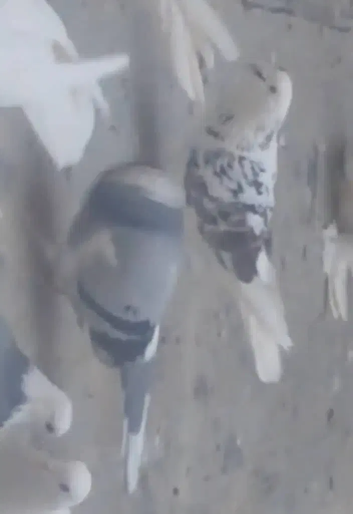 کبوتر پشتدار و ابلغ هردو  گم شده در گلشهر شاهگلی|حیوانات|تبریز, |دیوار