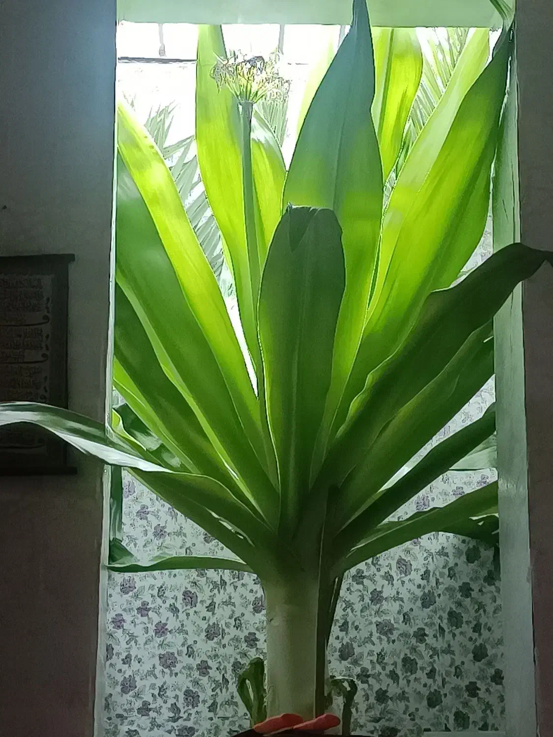 گلاب و سرکه سیب و سرکه انگور|خوردنی و آشامیدنی|نیشابور, شهرک رسولی|دیوار