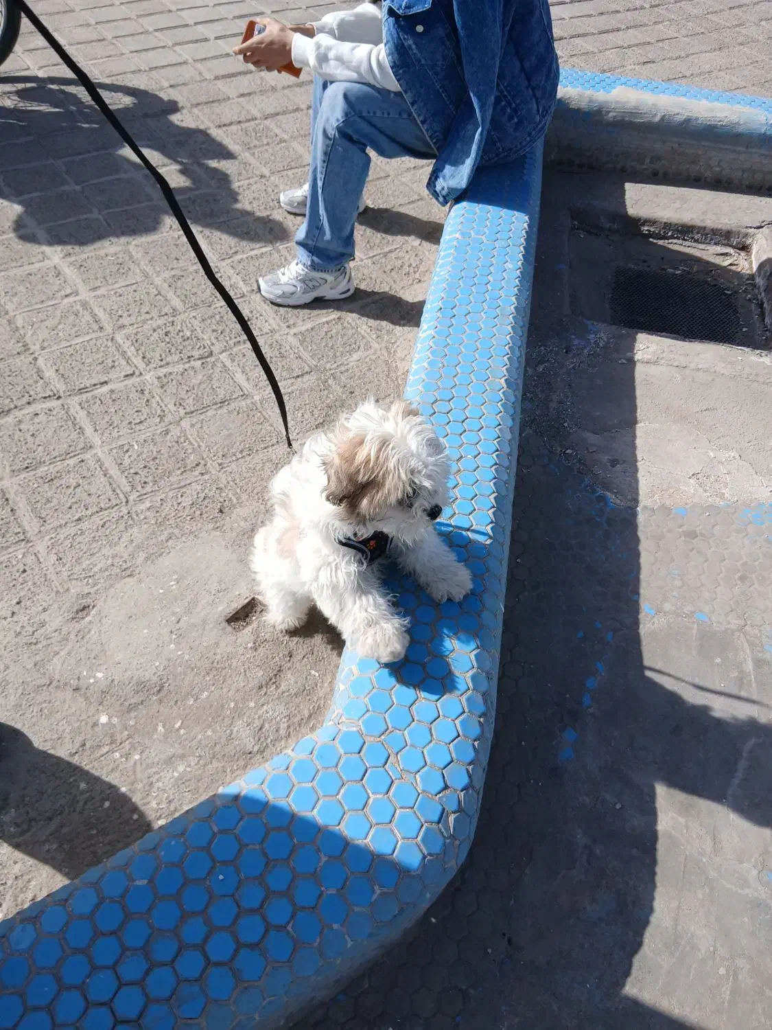 سگ شیتزو|سگ|قم, ولیعصر|دیوار