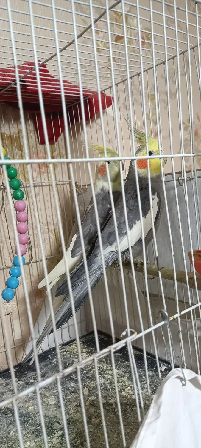 عروس هلندی کار داده|پرنده|مشهد, شهرک مهرگان|دیوار