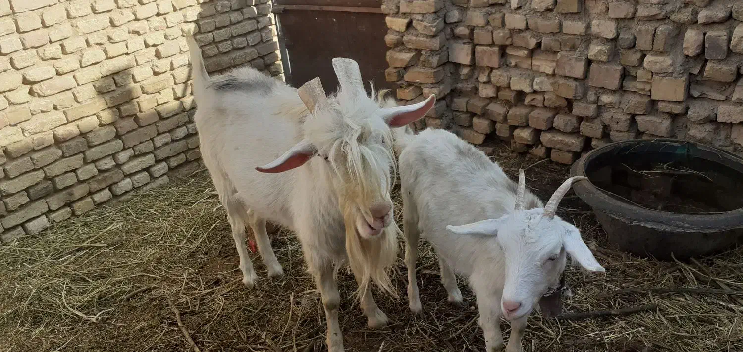 بزغاله ماده سانن ونر بز سانن|حیوانات مزرعه|تربتحیدریه, بازار|دیوار