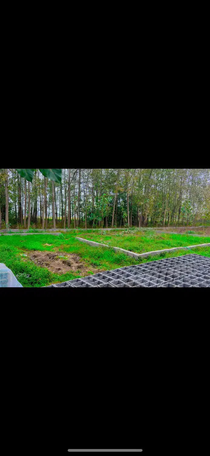 زمین در گیلان ۲۳۶متر دو بحر|فروش زمین و ملک کلنگی|رودبنه, |دیوار