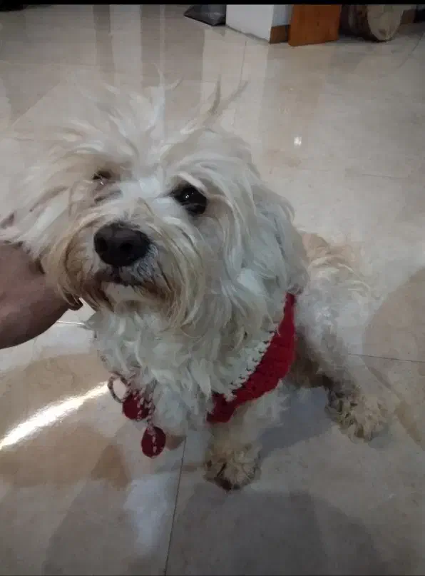 گمشده|حیوانات|تهران, امیریه|دیوار