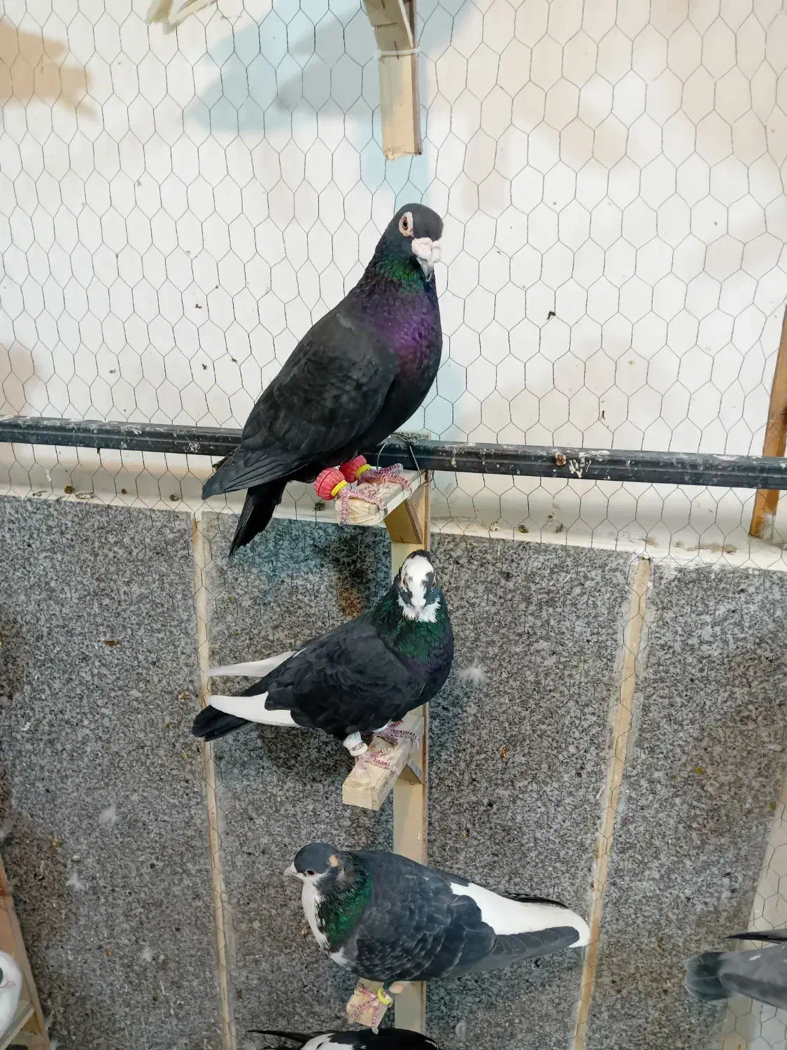 کبوتر چخ جدید رسید|پرنده|گلبهار, شهر جدید گلبهار|دیوار